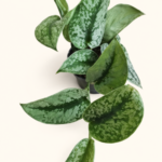 Scindapsus pictus ‘Trebie’ / Сциндапсус пиктус "Требие"