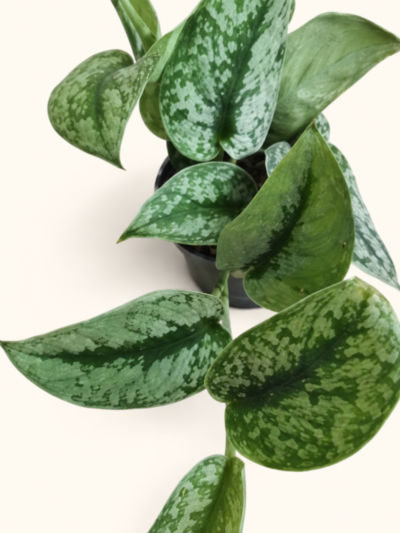 Scindapsus pictus Trebie със сребристи листа от DM Plants