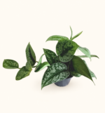 Scindapsus pictus ‘Trebie’ / Сциндапсус пиктус "Требие"