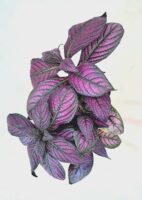 Strobilanthes dyerianus 'Metallica'