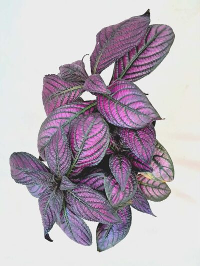 Strobilanthes dyerianus 'Metallica'