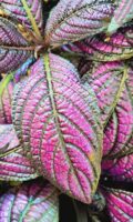 Strobilanthes dyerianus 'Metallica'