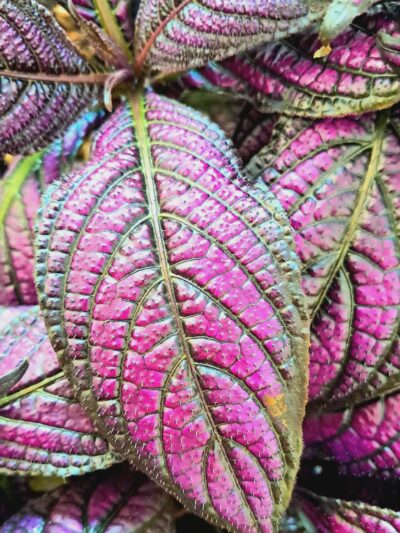 Strobilanthes-dyerianus-Metallica-02