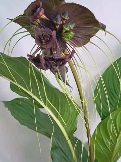 Tacca-chantrieri-02.jpg