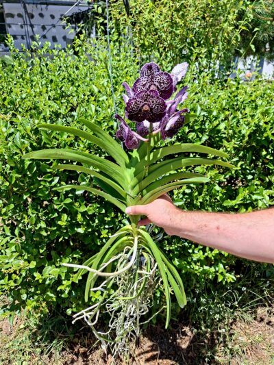 vanda-01