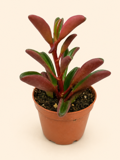 Пеперомия Гравеоленс / Peperomia graveolens