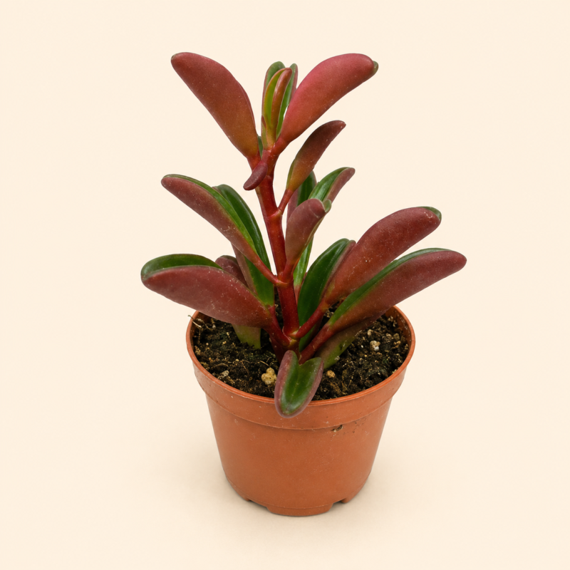 Пеперомия Гравеоленс / Peperomia graveolens
