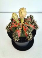 Гимнокалициум вариегата / Gymnocalycium variegata