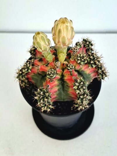Гимнокалициум вариегата / Gymnocalycium variegata - S