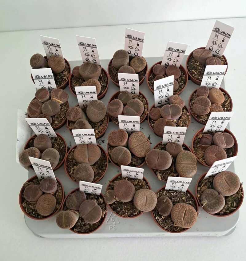 Литопси / Lithops