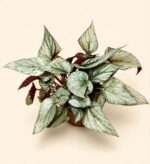 Бегония Арктик Брийз / Begonia 'Arctic Breeze'