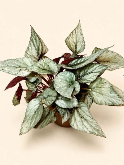 Бегония Арктик Брийз / Begonia 'Arctic Breeze'