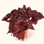 Бегония 'Бюичд Ред Блек' / Begonia 'Bewitched Red Black'