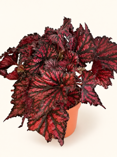 Бегония 'Бюичд Ред Блек' / Begonia 'Bewitched Red Black'