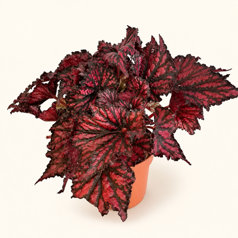 Бегония 'Бюичд Ред Блек' / Begonia 'Bewitched Red Black'