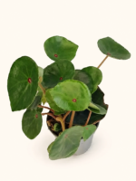 Бегония конхифолия var. рубримакула / Begonia conchifolia var. rubrimacula