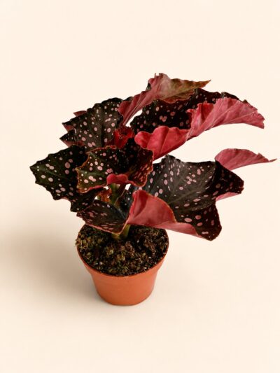 Бегония 'Краклин Роси' / Begonia 'Cracklin Rosie'