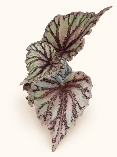 begonia-dew-drop-dmplantsbg-2