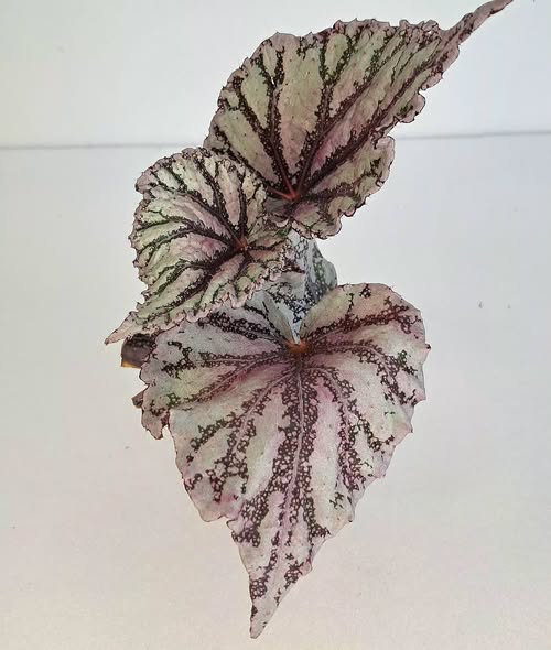 begonia-dew-drop-dmplantsbg-2