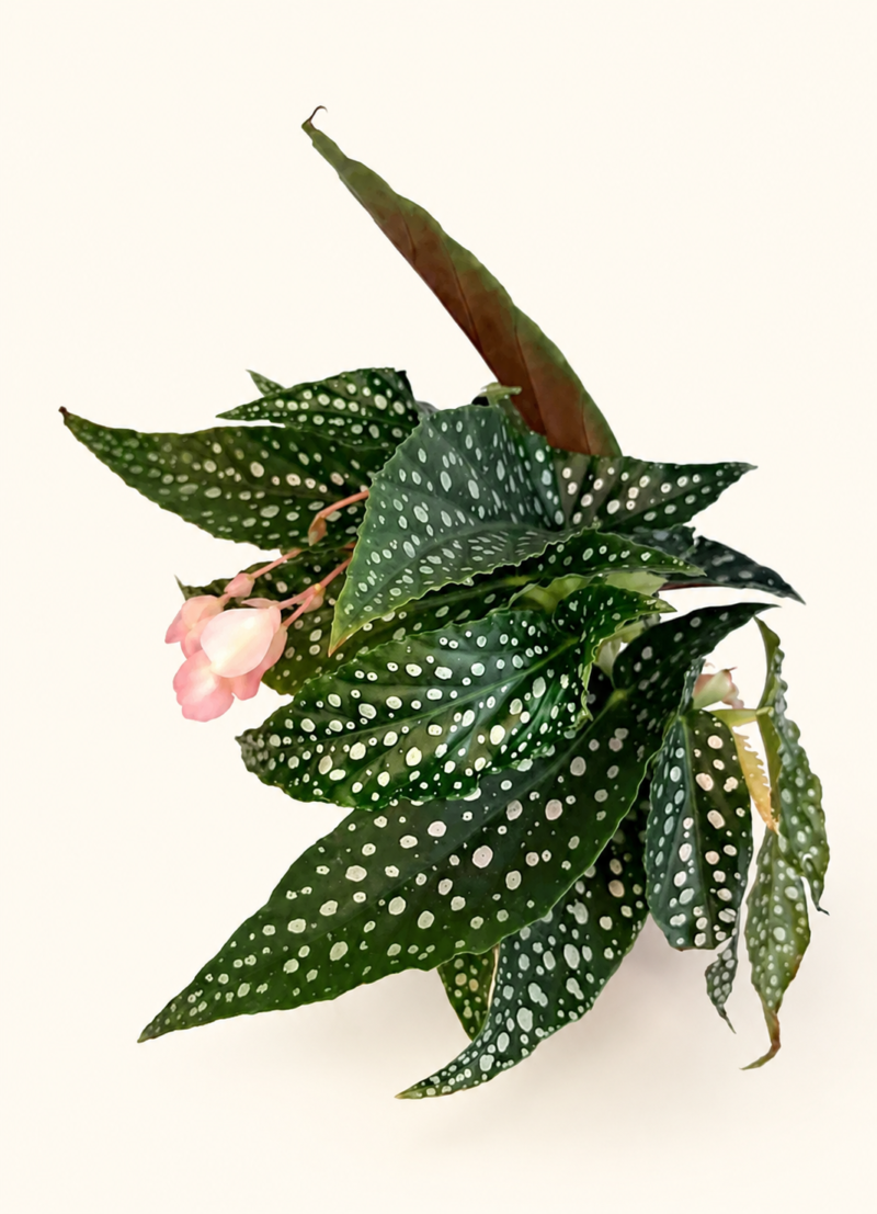 Бегония 'Дубъл Дот' / Begonia 'Double Dot'