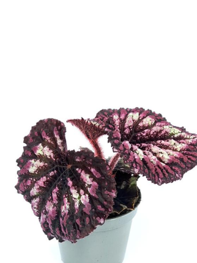 Begonia Fireworks рядко стайно растение кралска бегония DM Plants