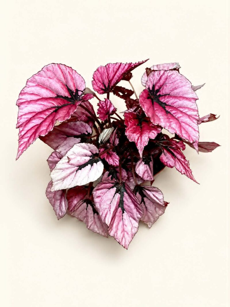 Бегония Индиaн Съмър / Begonia Indian Summer