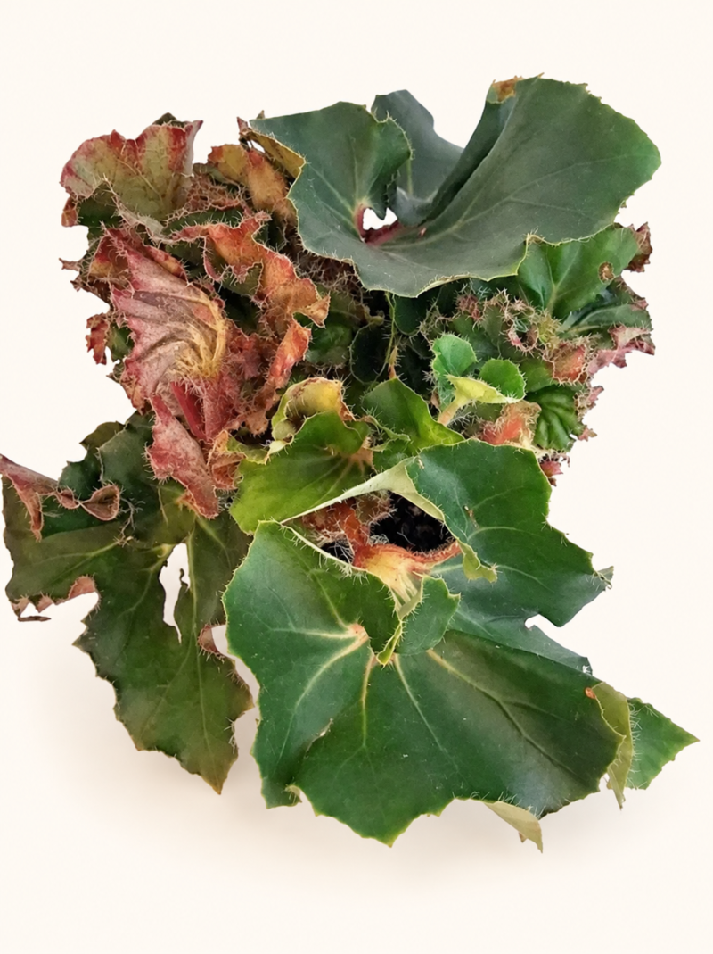 Бегония 'Джънгъл Уондърс Грийн' / Begonia 'Jungle Wonders Green'