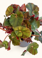 Бегония 'Джънгъл Уондърс Браун' / Begonia 'Jungle Wonders Brown'