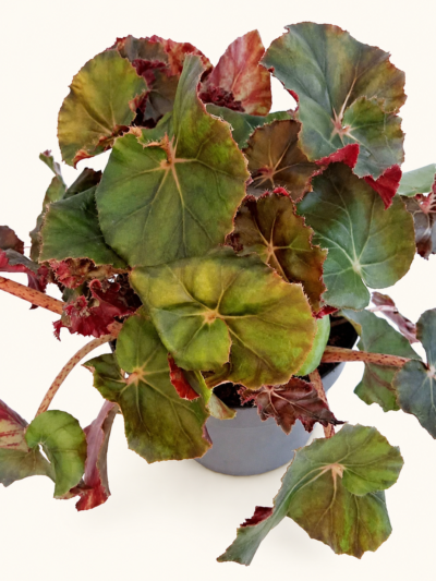 Бегония 'Джънгъл Уондърс Браун' / Begonia 'Jungle Wonders Brown'