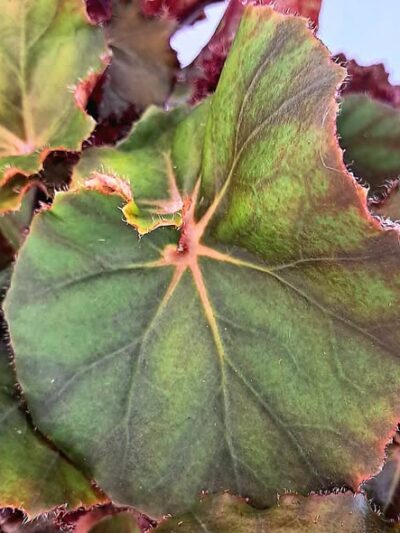 begonia-jungle-wonders-brown-dmplantsbg-leaf