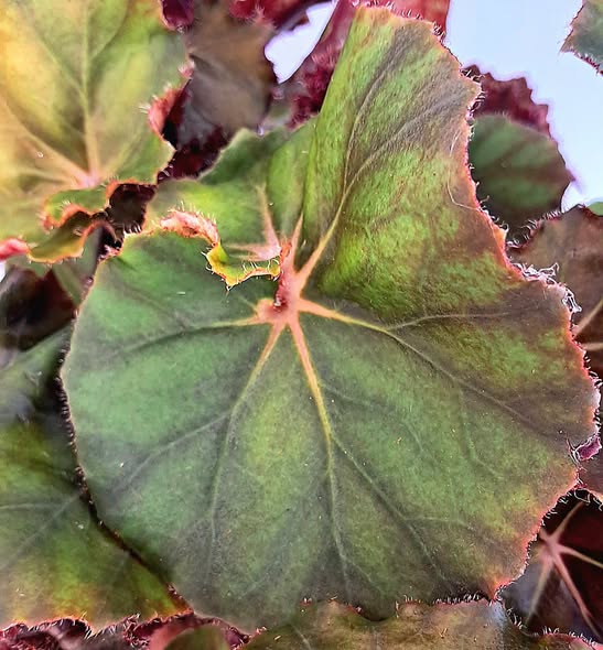 Бегония 'Джънгъл Уондърс Браун' / Begonia 'Jungle Wonders Brown'
