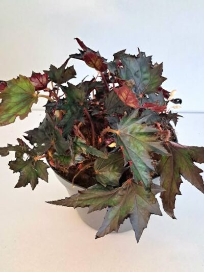 Бегония 'Джънгъл Уондърс Ебони' / Begonia 'Jungle Wonders Ebony'