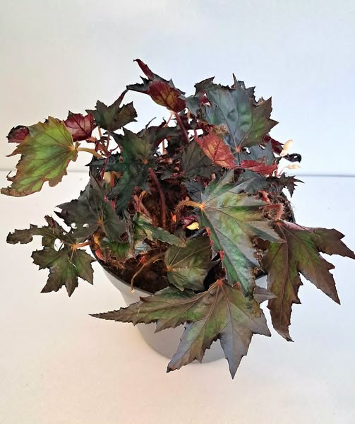 Бегония 'Джънгъл Уондърс Ебони' / Begonia 'Jungle Wonders Ebony'
