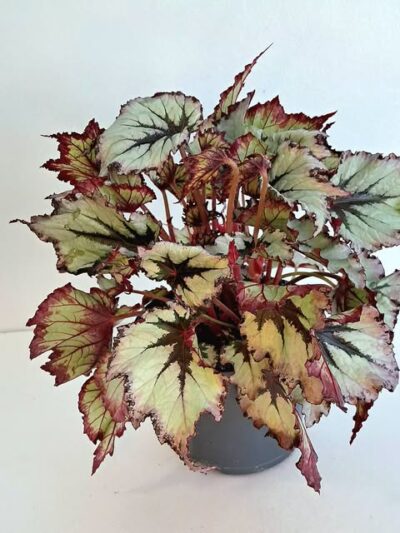Бегония 'Джънгъл Уондърс Нордик Глейзър' / Begonia Jungle Wonders Nordic Glacier