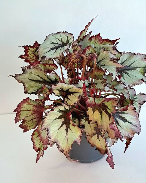 Бегония 'Джънгъл Уондърс Нордик Глейзър' / Begonia Jungle Wonders Nordic Glacier