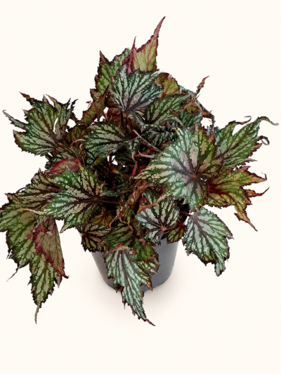 Бегония 'Джънгъл Уондърс Триколор' / Begonia 'Jungle Wonders Tricolore'