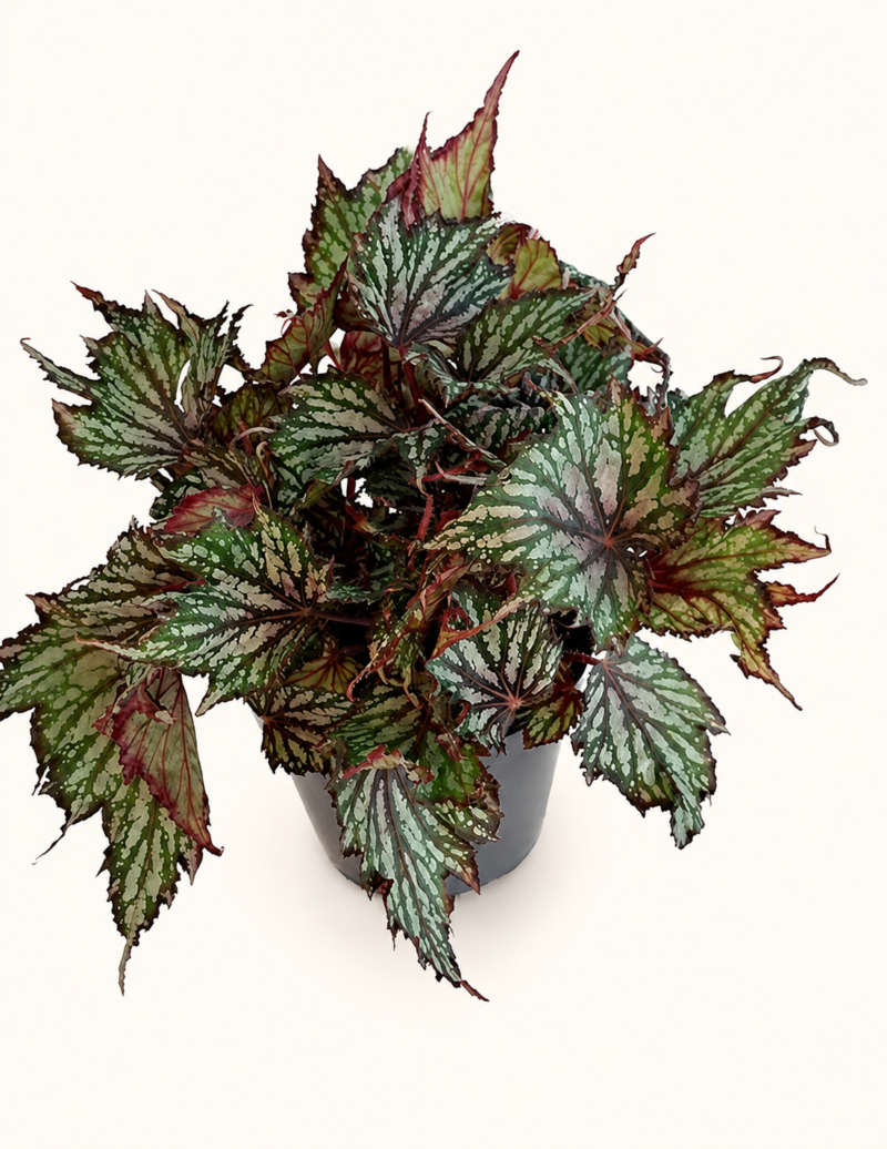 Бегония 'Джънгъл Уондърс Триколор' / Begonia 'Jungle Wonders Tricolore'