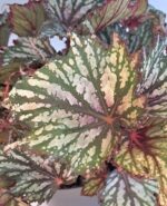 Бегония 'Джънгъл Уондърс Триколор' / Begonia 'Jungle Wonders Tricolore'