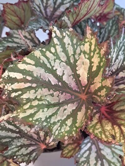 begonia-jungle-wonders-tricolore-leaf-dmplantsbg