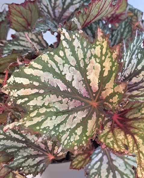 Бегония 'Джънгъл Уондърс Триколор' / Begonia 'Jungle Wonders Tricolore'