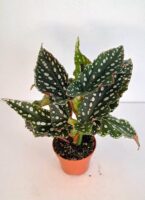 Бегония макулата 'Спотлайт Грийн' / Begonia maculata 'Spotlight Green'