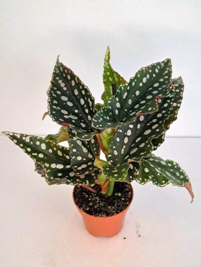 Бегония макулата 'Спотлайт Грийн' / Begonia maculata 'Spotlight Green'