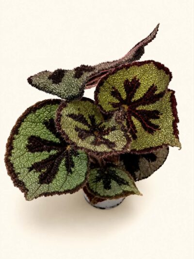 Begonia Masoniana Mountain