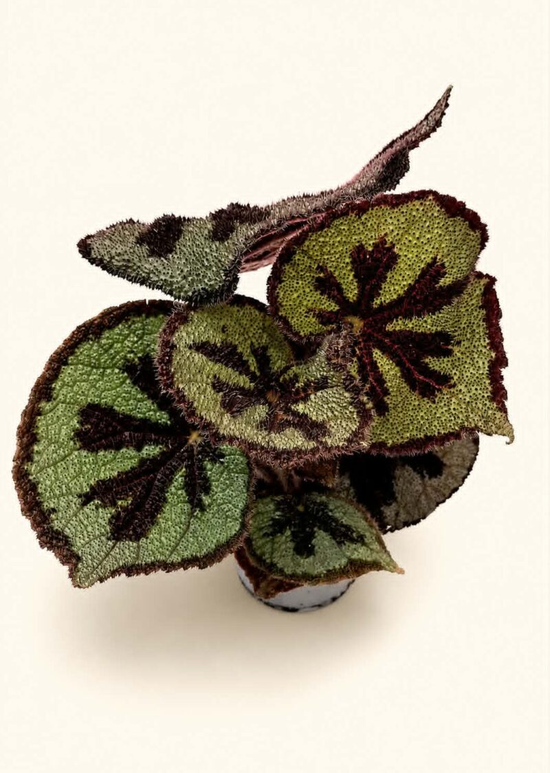 Begonia Masoniana Mountain