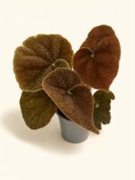 Бегония Масониана Ривър / Begonia Masoniana River