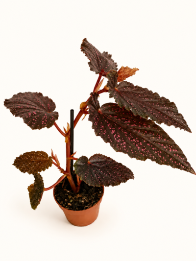 Бегония Пинк Спот / Begonia 'Pink Spot' - S