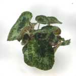 Бегония сайзмори / Begonia sizemoreae