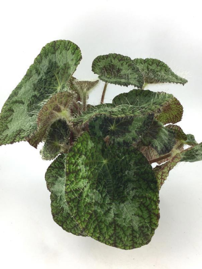 Бегония сайзмори / Begonia sizemoreae
