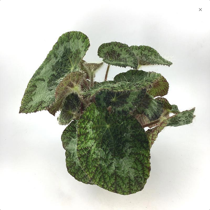 Бегония сайзмори / Begonia sizemoreae
