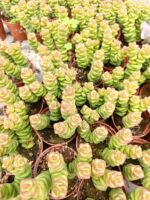 Красула марниериана / Crassula marnieriana
